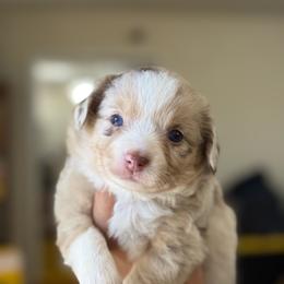 Angel - Red merle female Toy Australian Shepherd puppy in Polk City, Florida from Skaky Shepherds
