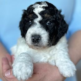 Green Collar Male - Black and white male Sheepadoodle puppy in Hilton, New York from Finger Lakes Doodles