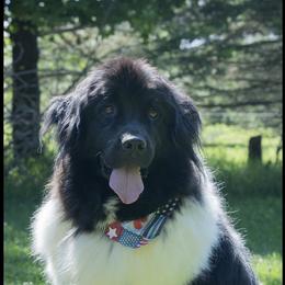 Jasmine - White and black female Newfoundland puppy in Kimball Twp, Michigan from Pine River Newfoundlands