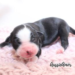 Black Bi - Black & white female Miniature Australian Shepherd puppy in Pinehurst, Texas from Aussie Amor