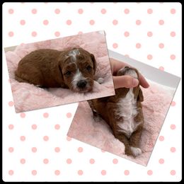Stella - Red  female Goldendoodle puppy in Kansas City, Kansas from Bella & Ivy’s Mini Goldendoodles of KC