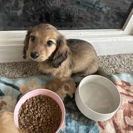 Brown girl - Sable female Dachshund puppy in Conroe, Texas from Kimberly's Dachshunds