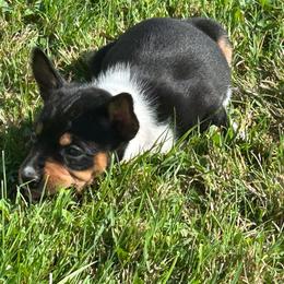 Bell - Black tan and white female Rat Terrier puppy in Canandaguia, New York from Mary ann Whipple's Old Dominion Terriers