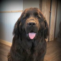 Newfoundlands from Gentle Giant Newfoundlands