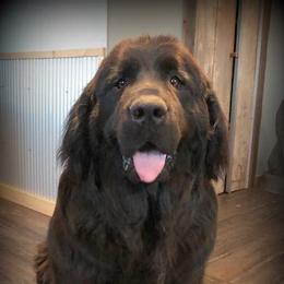 Newfoundlands from Gentle Giant Newfoundlands