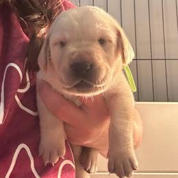 Jasper - Yellow male Labrador Retriever puppy in Rock Hill, South Carolina from North Star Retrievers
