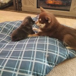 Pomsky Puppies from S and S Pomskies