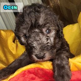 Bedlington Terrier Puppies from Dreamy Muse Bedlingtons