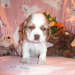 Cavachon, Cavalier King Charles Spaniel, and Cocker Spaniel Puppies from Walnut Grove Cavaliers