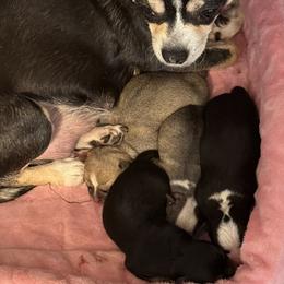 Blake - Black and white male Chihuahua puppy in Madison, Virginia from KimberGlen Chihuahuas