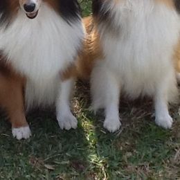 Shetland Sheepdogs from ZZ Shelties