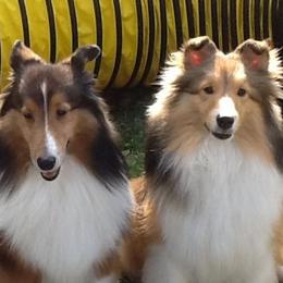 Shetland Sheepdogs from ZZ Shelties