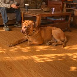 Reuben - Dogue de Bordeaux