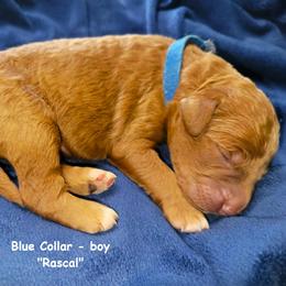 Rascal - Red  male Goldendoodle puppy in Greer, South Carolina from South Paw Doodles