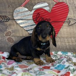 Boy 1 - Wild boar Dachshund puppy in New Caney, Texas from Liberty Dachs