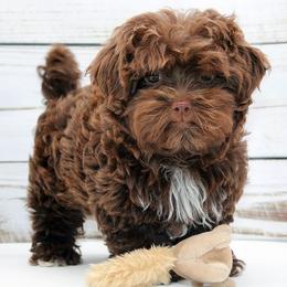 ELLA - Brown female Russian Tsvetnaya Bolonka puppy in West Plains, Missouri from Must Be Frenchies & Crown Of Curls Bolonka