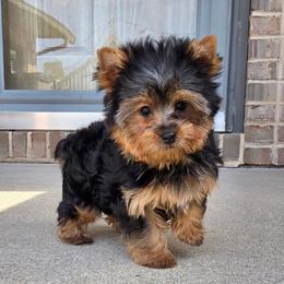 Roamie - Blue and gold male Yorkshire Terrier puppy in Monticello, Iowa from Ashley’s Puppies