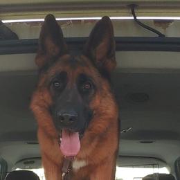 German Shepherds and Golden Retrievers from Abbeys Golden Retriever  and German Shepherd Puppies