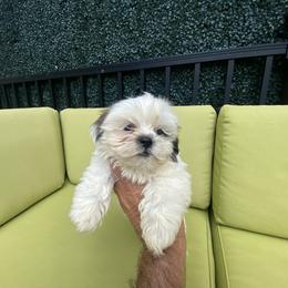 Boy 5 - Cream and white male Shih Tzu puppy in Troy, Michigan from "Shihtzu Best Friend"
