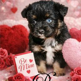River - Black tri male Miniature Australian Shepherd puppy in Ennis, Texas from God’s Little Aussies