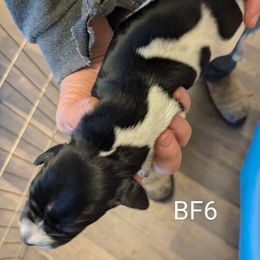 Girl 3 - Black and white German Shorthaired Pointer puppy in Appleton, Wisconsin from Kay Quaintance's German Shorthaired Pointers