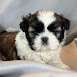 Travis - Silver gold and white male Shih Tzu puppy in Morrisville, Missouri from Sweetbriar Shih Tzu