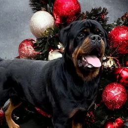 Cowboy - Rottweiler