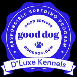 Blue Boy - KB Black with White Chin - Natural Tail - Black and gold male Yorkshire Terrier puppy in Oregon City, Oregon from D’Luxe Kennels