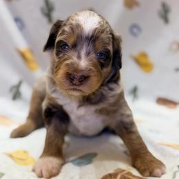 Girl4 - Brown merle female Aussiedoodle puppy in Liberty, Texas from Poodles and Doodles Most Excellent Adventures