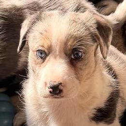Dory - Blue merle and white female Cardigan Welsh Corgi puppy in Amsterdam, New York from Castle Cardigan Welsh Corgis