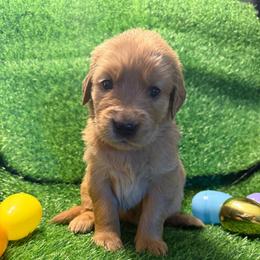 Genesis - Dark golden female Golden Retriever puppy in Sandy, Oregon from Treasured K-9s