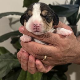 Kona - Black tan and white female Beagle puppy in Brownsboro, Texas from Willow Bark Beagles