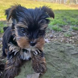 Yorkshire Terriers from Denny Farms Yorkies