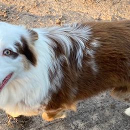 Australian Shepherds, Miniature Australian Shepherds, and Toy Australian Shepherds from Hanna’s Piney Paws