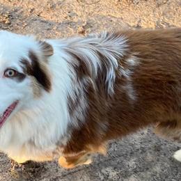 Australian Shepherds, Miniature Australian Shepherds, and Toy Australian Shepherds from Hanna’s Piney Paws