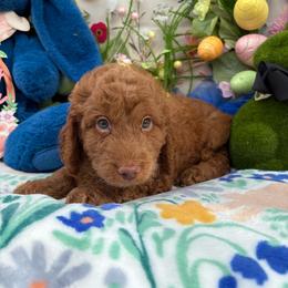 Jordan (Black) - Red  male Goldendoodle puppy in Miami, Florida from Katy's Toy Poodles & Doodles