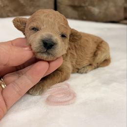 Pink collar girl - Apricot female Poodle puppy in Cullman, Alabama from My Awesome Rover
