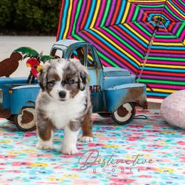 Rocky - Blue merle male Aussiedoodle puppy in Kennesaw, Georgia from Distinctive Doodle