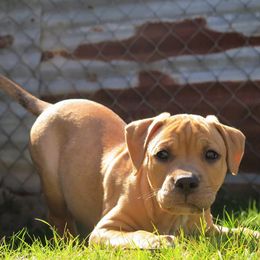 American Pit Bull Terrier Puppies from Axios Kennels