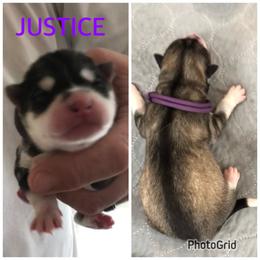 Girl 1 - Justice - Gray and white Siberian Husky puppy in York Springs, Pennsylvania from Sunny Ridge Siberians