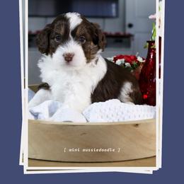 Sully - Red tri-color male Aussiedoodle puppy in Salem, Utah from Go West Mini Aussies