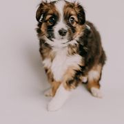 Sporty Mix Puppies from Ebonheart Kennel