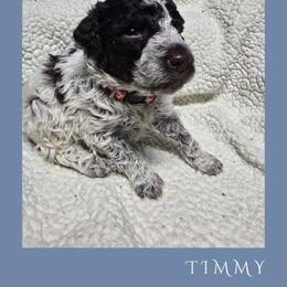 Boy 1 - Brown roan male Lagotto Romagnolo puppy in Salida, California from Harper's Lagotti
