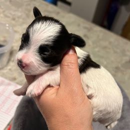 Parti Male - Parti male Yorkipoo puppy in Topeka, Kansas from Bayless Yorkiepoos