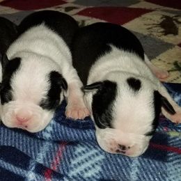 Boston Terriers from Amanda Fort