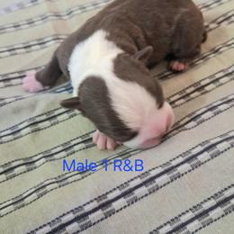 Red boy 1 - Red male Boston Terrier puppy in Mesa, Arizona from Lehi Valley Boston Terriers