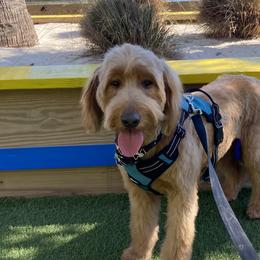 Em - Goldendoodle