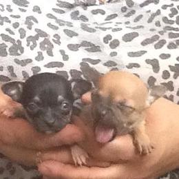 Chihuahua Puppies from Chilove Chihuahuas