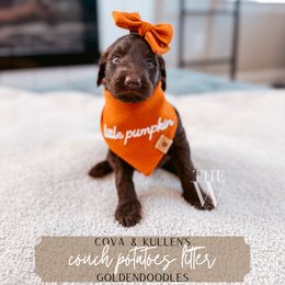 Tot - Chocolate female Goldendoodle puppy in Soddy Daisy, Tennessee from The W Doods
