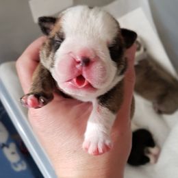 English Bulldog Puppies from Ruza's Bulldogs